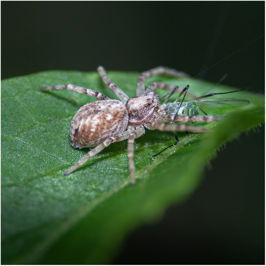 Lunch On The Fly - Andy Soar